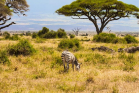 Kenya Savanında 18 Yıllık Deney Büyük Otçulların Ekosisteme Etkisini Kanıtladı