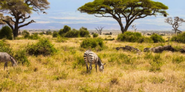 Kenya Savanında 18 Yıllık Deney Büyük Otçulların Ekosisteme Etkisini Kanıtladı