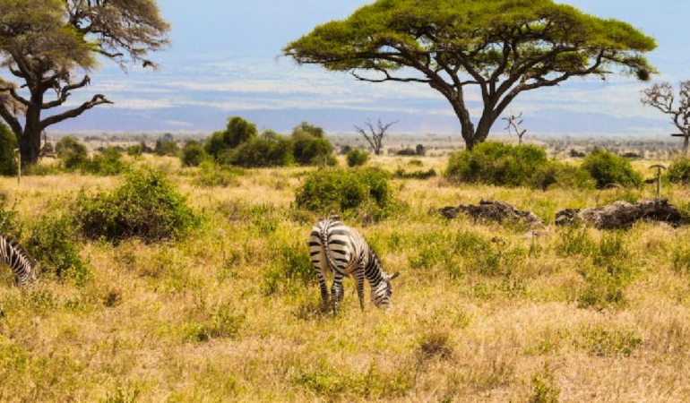 Kenya Savanında 18 Yıllık Deney Büyük Otçulların Ekosisteme Etkisini Kanıtladı