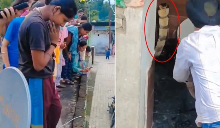 Hindistan’da Bir Evin Klozetinde Dev Kobra Yılanı Bulundu