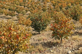Türkiye'de Üretilen Cennet Hurması Küresel Pazarlara İhraç Ediliyor