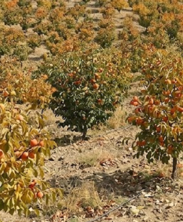 Türkiye'de Üretilen Cennet Hurması Küresel Pazarlara İhraç Ediliyor