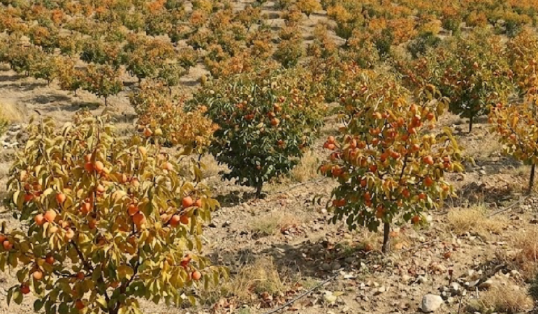 Türkiye'de Üretilen Cennet Hurması Küresel Pazarlara İhraç Ediliyor